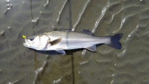 東京湾のシーバス 魚は食べられるのか とりあえず食べてみた Sup マニア