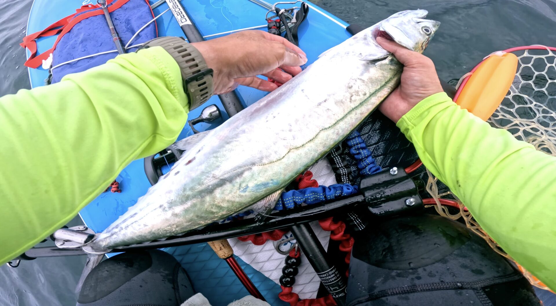 春サワラ。内房の結構沖で、突然のボイルはバラシ直前だった大物。